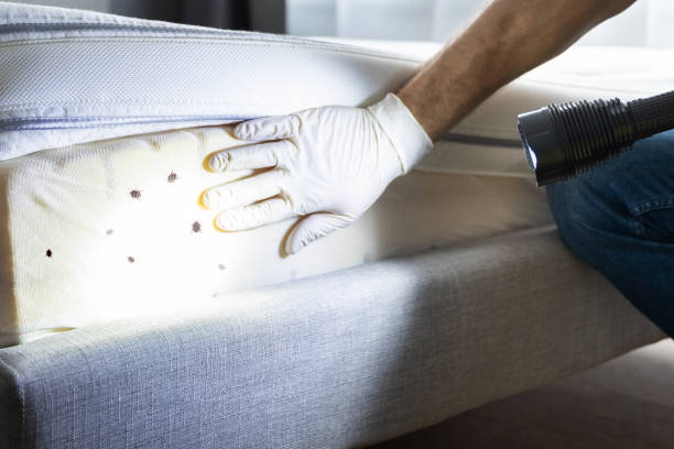 Best Pest Control Near Me  in North Royalton, OH